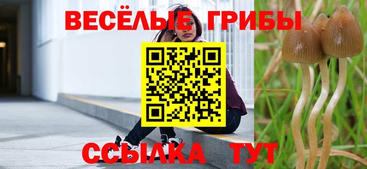 Галлюциногенные грибы Psilocybine cubensis Муром
